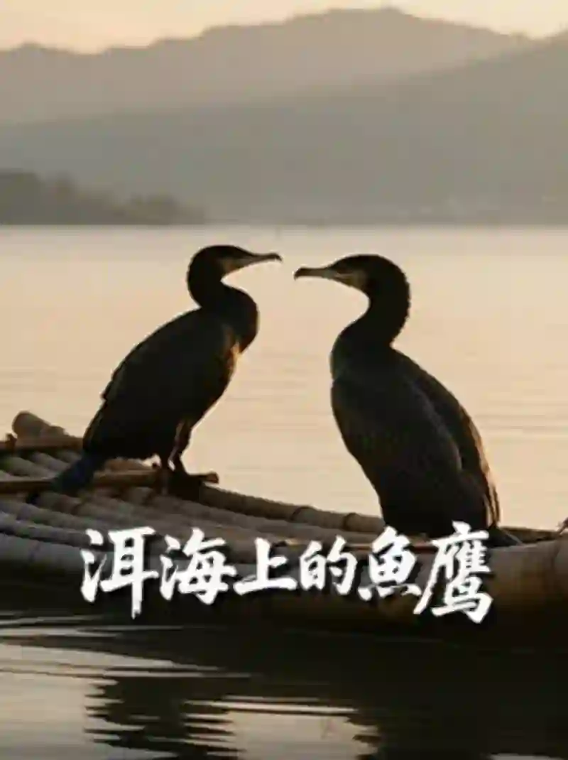 洱海上的鱼鹰